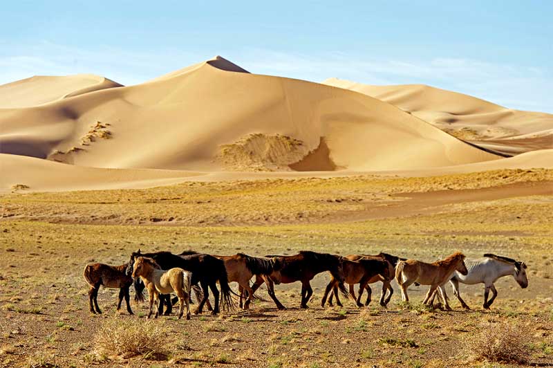 Stádo koní kráčajúce popri piesočných dunách v púšti Gobi v Mongolsku