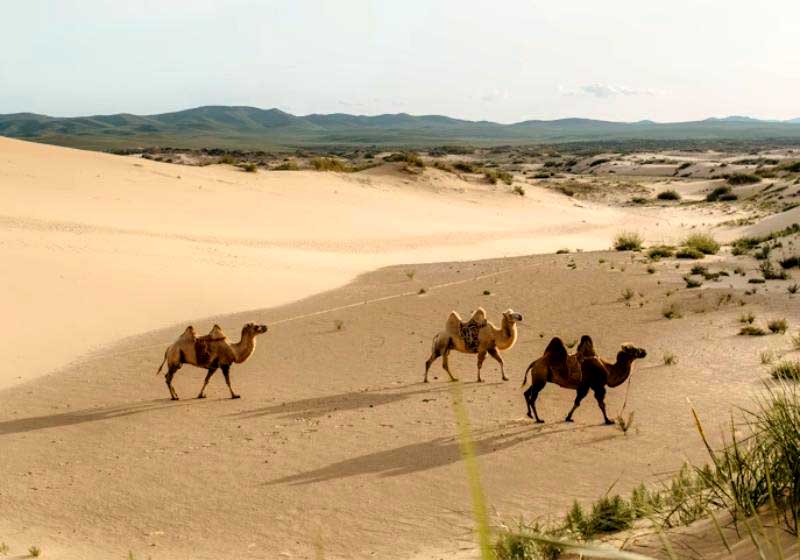 Ťavy putujúce púšťou Gobi v Mongolsku v otvorenej piesočnej krajine