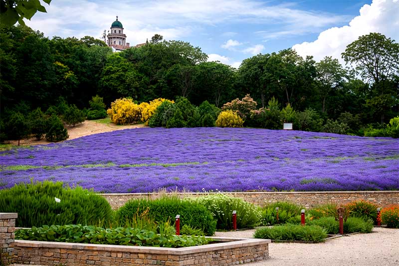 Levanduľové polia v Pannonhalme, kvitnúce fialové polia pod kláštorom, panoramatický pohľad na plantáž levandule