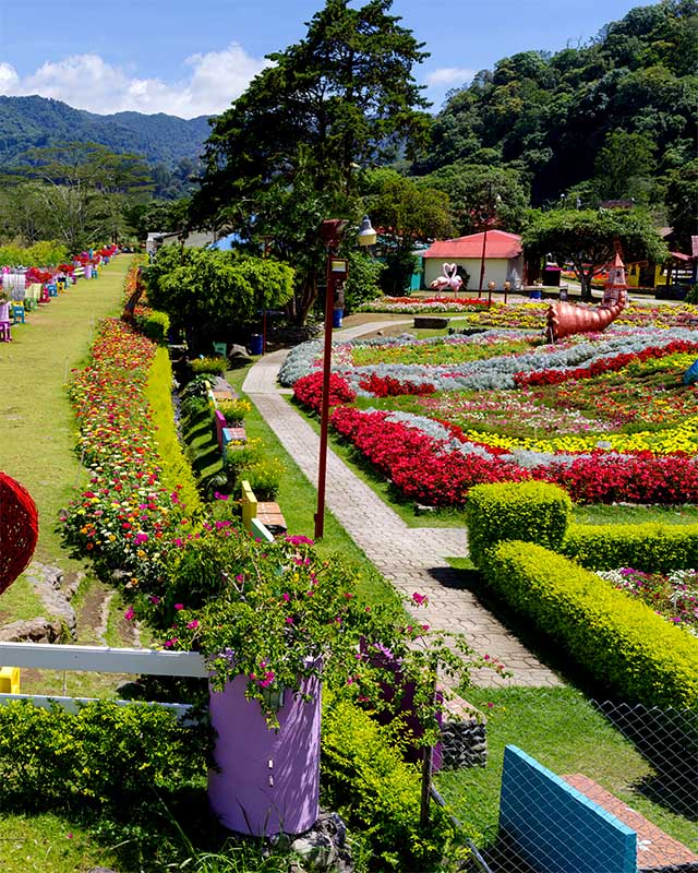 Kvetinová záhrada v Chiriquí v Paname s farebnými záhonmi a horskou krajinou v pozadí