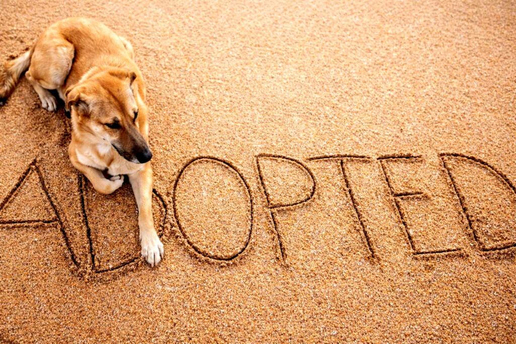 Pes: Príbeh, ktorý pokračuje