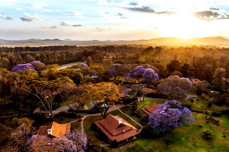 Pohľad na Arushu v Tanzánii pri západe slnka, zelená krajina s domami a kvitnúcimi stromami
