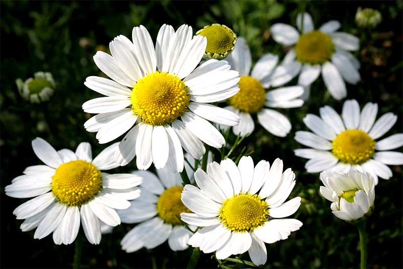 Biele harmančekové kvety so žltým stredom v prírode, detailný pohľad vo vysokej fotokvalite