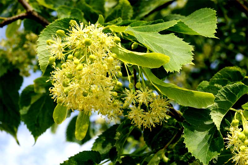Kvitnúce lipové kvety na strome, detailný záber vo vysokej fotokvalite v prírodnom prostredí