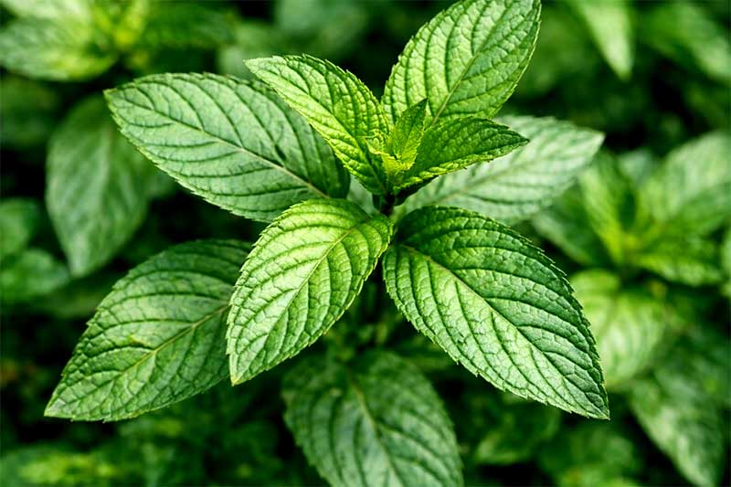 Čerstvá mäta s jasne zelenými listami, detailný záber vo vysokej fotokvalite v prírodnom prostredí