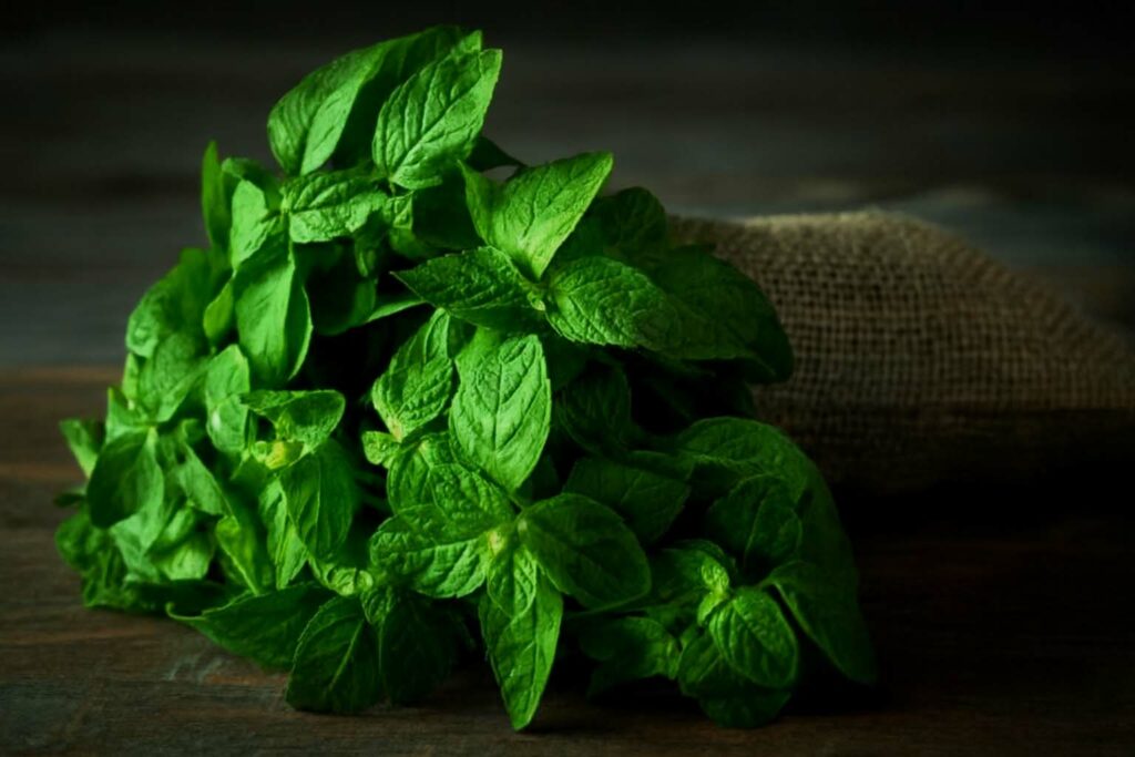 Mätová sila života