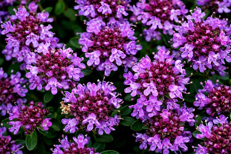 Kvitnúca materina dúška s fialovými kvetmi, detailný záber vo vysokej fotokvalite v prírodnom prostredí