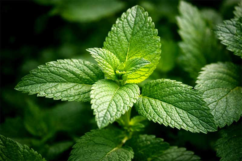 Čerstvá medovka lekárska s jemne vrúbkovanými zelenými listami, detailný záber vo vysokej fotokvalite v prírode