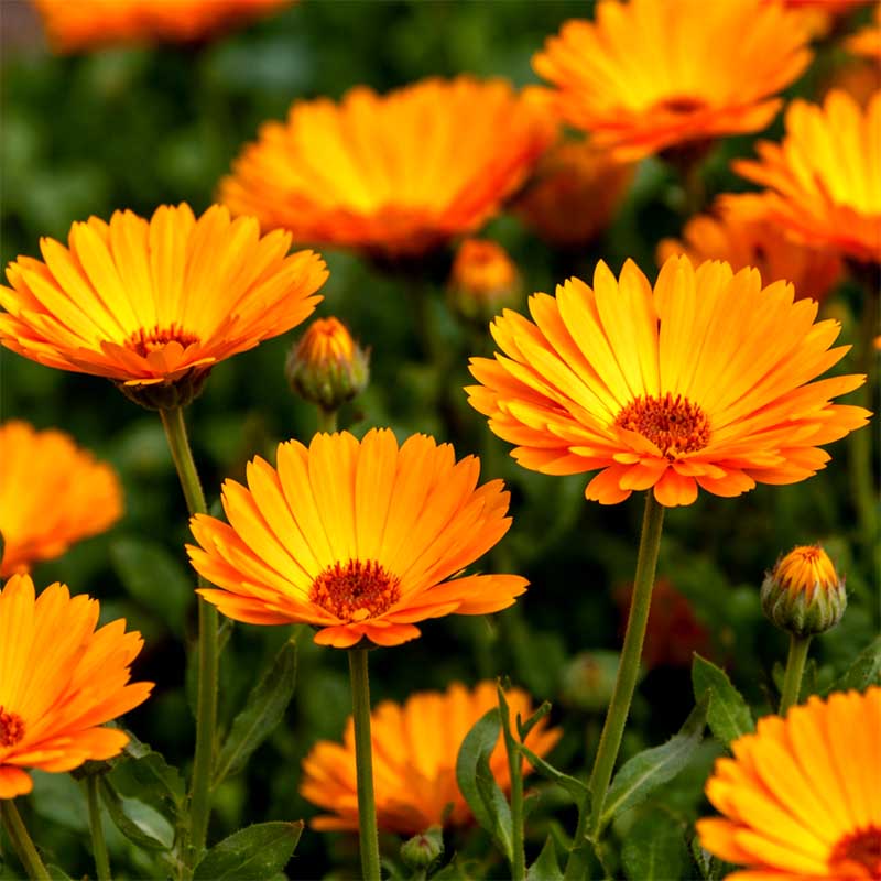 Kvitnúci nechtík lekársky s oranžovými kvetmi, detailný záber vo vysokej fotokvalite v prírodnom prostredí