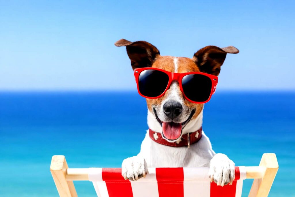 Psíčkari na cestách 