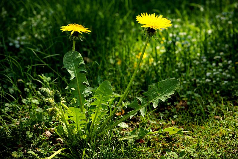 Kvitnúca púpava lekárska so žltými kvetmi na lúke, detailný záber vo vysokej fotokvalite v prírode