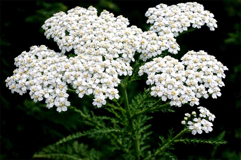 Kvitnúci rebríček obyčajný s bielymi kvetmi, detailný záber vo vysokej fotokvalite v prírodnom prostredí