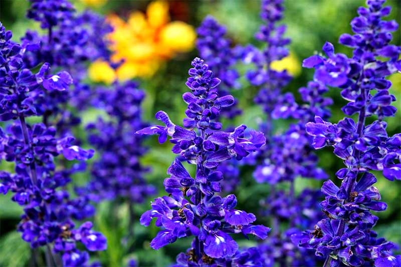 Fialová šalvia v plnom kvete, detailne zaostrené kvety vo vysokej fotokvalite na prírodnom pozadí