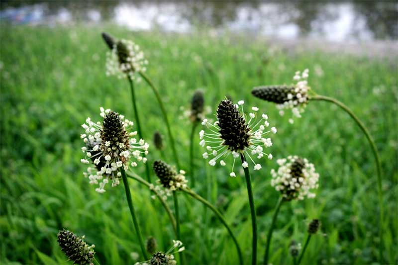 Kvitnúci skorocel kopijovitý s bielymi kvetmi na lúke, detailný záber vo vysokej fotokvalite v prírode