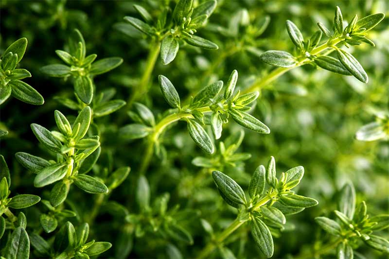 Čerstvý tymián s drobnými zelenými listami, detailný záber vo vysokej fotokvalite v prírodnom prostredí