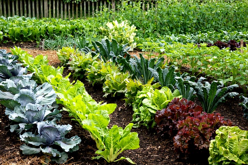 Ako plánovať zeleninový záhon