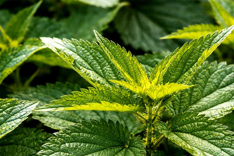 Čerstvé zelené listy žihľavy dvojdomej, detailný záber vo vysokej fotokvalite v prírode